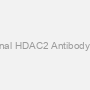 Monoclonal HDAC2 Antibody (Center)